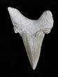 Otodus Shark Tooth Fossil - Eocene #22660-1